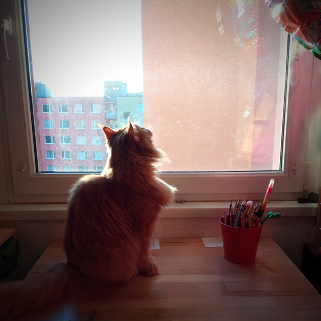 Kočka na stole v záři slunce. Vedle ní je kelímek s pastelkami a nad hlavou narozeninová číslice šest z letní oslavy.