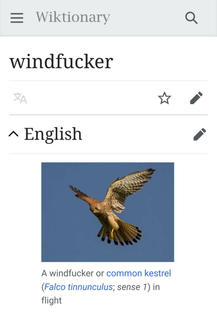 Wiktionary page for the word "windfucker"
There is an image of a common kestrel, a small bird of prey, hovering in mid-air, labeled:
"A windfucker or common kestrel (Falco tinnunculus; sense 1) in flight"