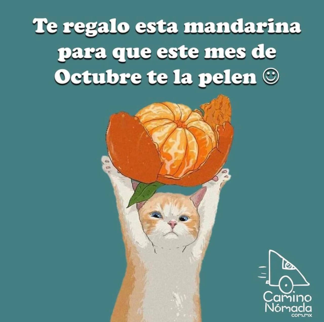 ilustración de un gatito sosteniendo con ambos brazos  una mandarina mas grande que su cabeza, le acompaña el texto: "Te regalo esta mandarina para que este mes de Octubre te la pelen 🙂"