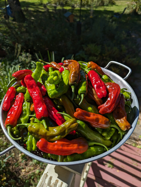A collander full of ripe, red and unripe, green shishito peppers.