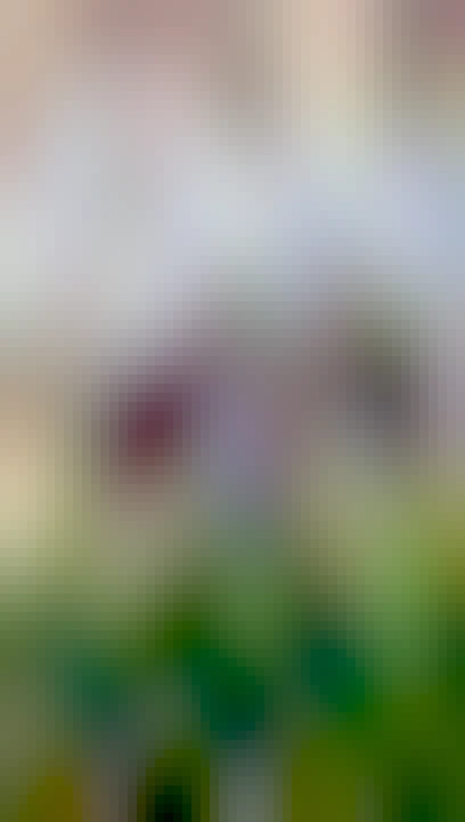 La imagen muestra una serpiente enroscada dentro de un recipiente redondo y poco profundo. La serpiente tiene un patrón de escamas en tonos marrones y parece ser de tamaño pequeño a mediano. El recipiente parece estar hecho de un material desgastado y tiene manchas y arañazos. En la parte inferior de la imagen, se puede ver la hierba verde y los pies de alguien que lleva sandalias negras y está parado cerca del recipiente.