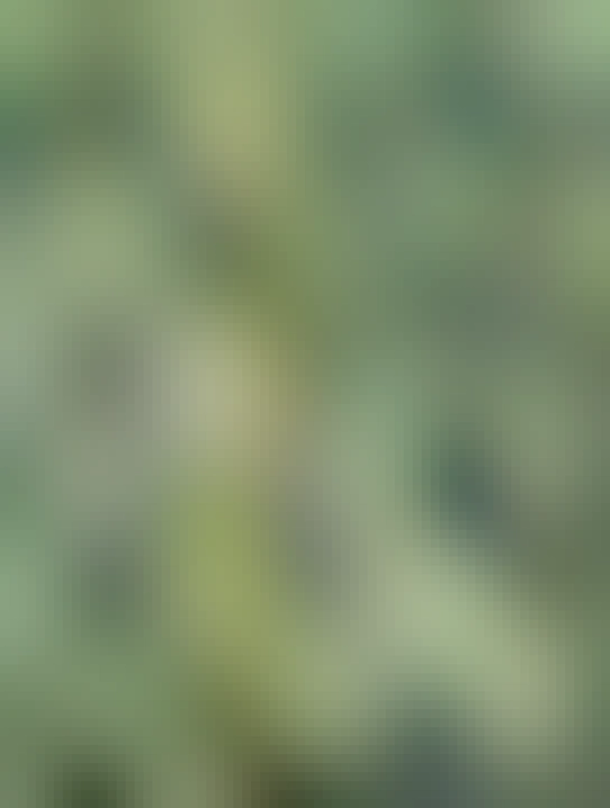 Aceitunas en la malla de recolección