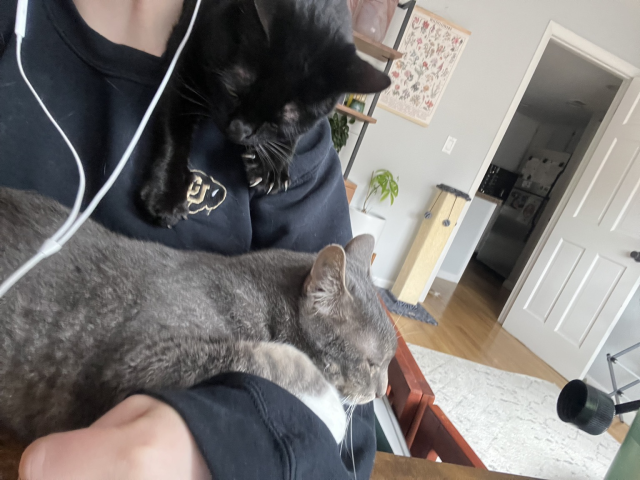 Two cats cling to Anna, one in her arms and the other over her shoulder with claws out. 