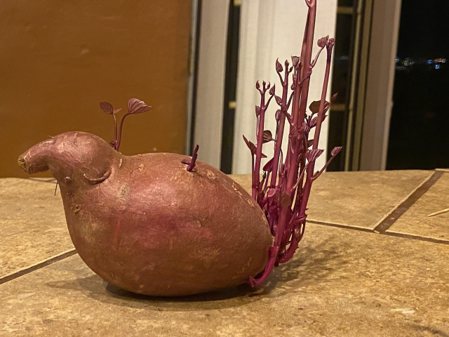 Sweet potato with a bunch of growth on one end that looks like tail feathers, like a peacock. The other end looks like a head.

My photo.