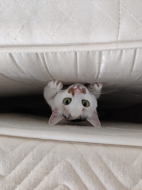 Cat looking out streight to to the camera from a dark gap in between two mattresses