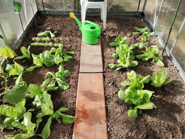 Saláty ve skleníku.