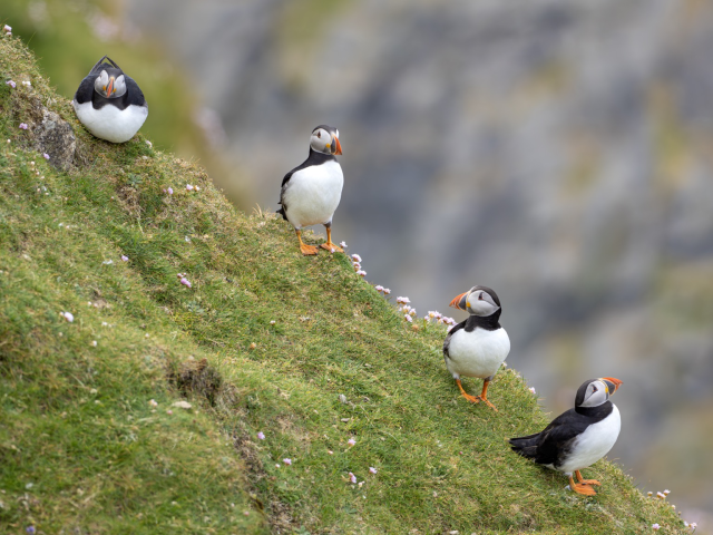 Four Atlantic puffins are perched on a grassy slope, all looking in different directions. 