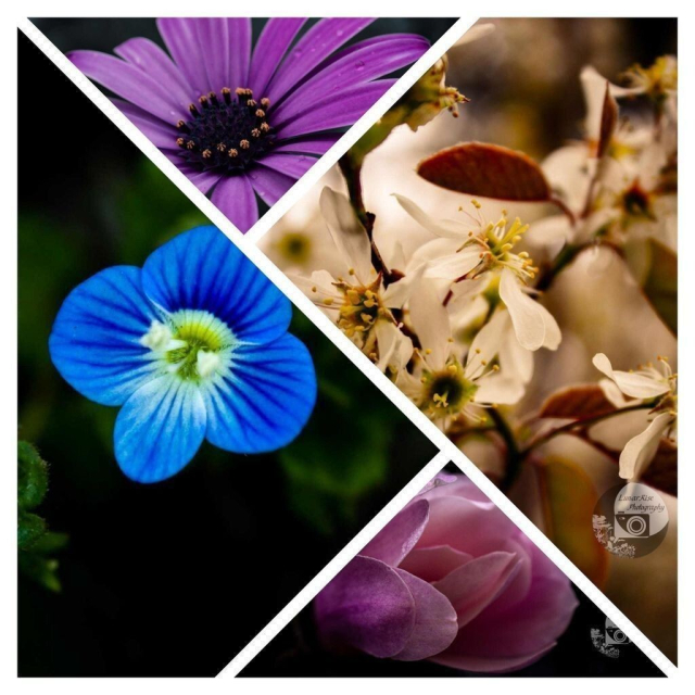 An asymmetrical, triangle based, 4 photo collage. From top center, clockwise, a purple african daisy, a cluster of white flowers on a tree branch in sepia, a soft pink magnolia, a tiny and brilliantly blue creeping speedwell