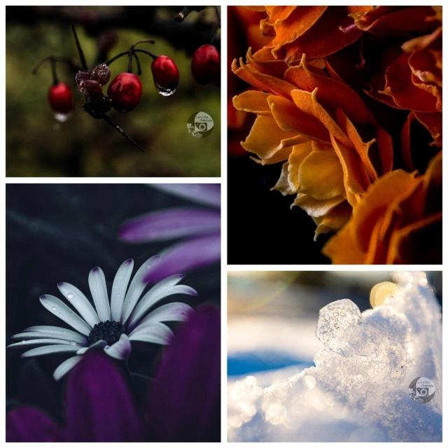 A four photo collage. From the top left, clockwise, a small cluster of shiny scarlet berries dripping with dew, a persimmon orange cluster of flowers, shining hexagons of ice and snow, a white african daisy poking out from behind out of focus purple daisies in the foreground