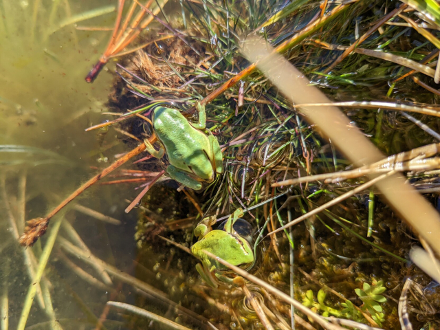 dos ranitas verdes al borde del agua, que se ve también un poco verde