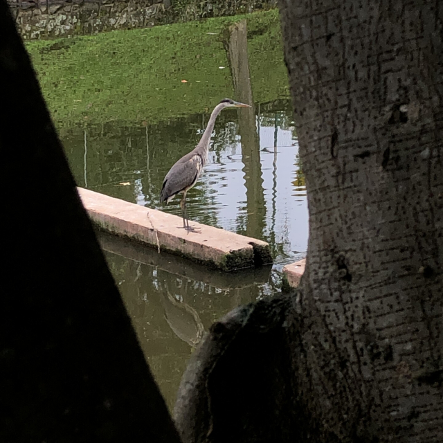 La misma garza, ahora con el cuello estireo, haciendo alarde de su pico elegante.
