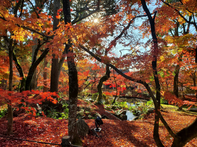 Autumn leaves its mark on Eikan-do.