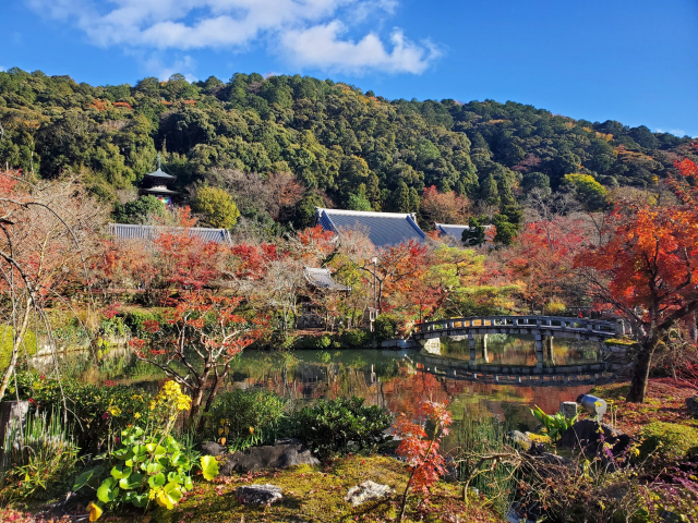 Eikan-do alone has 3000 maple trees. That is a lot of raking come the end of autumn.