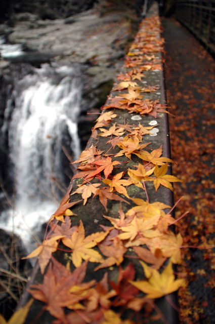 Fallen maple leaves add a last splash of colour before winter sets in.