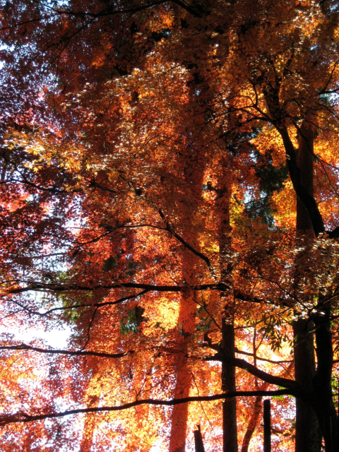 The sun illuminates the woodland above Nanzen-ji, creating an explosion of colour.