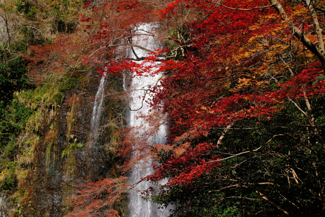 The Mino Falls, one of the most famous waterfalls in Japan.