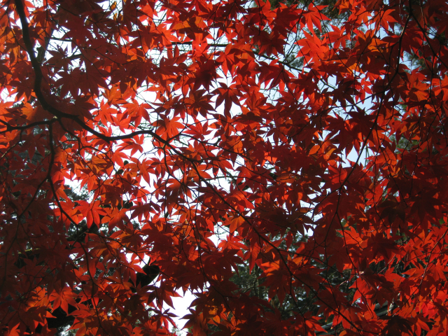 Yellow maple leaves are best for frying. When they have turned red their stems are too hard for eating.