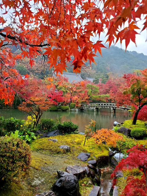 Rain makes the autumn colours pop at Eikan-do.