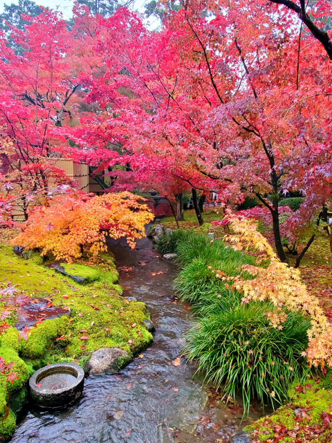 An explosion of autumn colour.