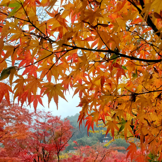 Maple leaves begin their transition from yellow to deep red.