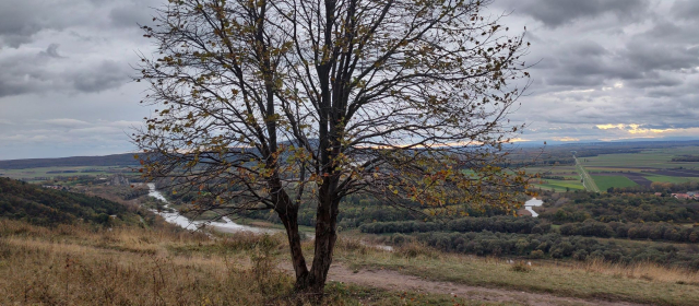 A tree with few remaining yellow leaves, on a hillside. In the background there is Morava river, Devin castle ruin, and vast green fields of lower Austria. The sky is mostly cloudy.