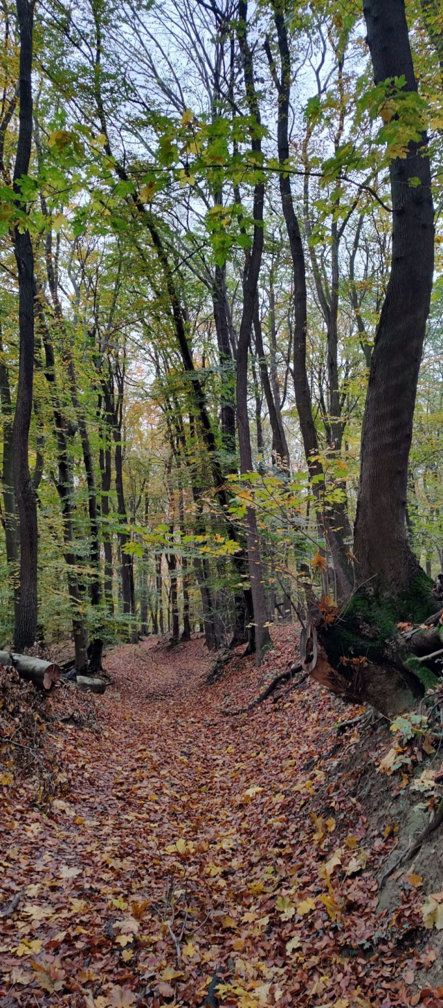 Forest path, with a thick cover of red and yellow dry leaves.