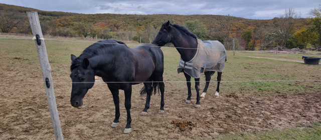 Two dark brown horses behind a wire fence. One is covered by a "horse jacket", against cold. In the background, there is a green, red and yellow autumn forest.