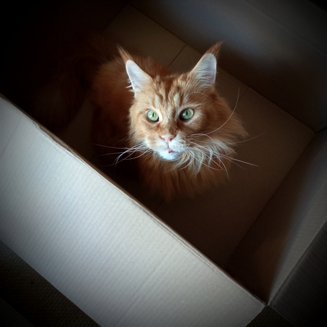 Kočka v krabici.