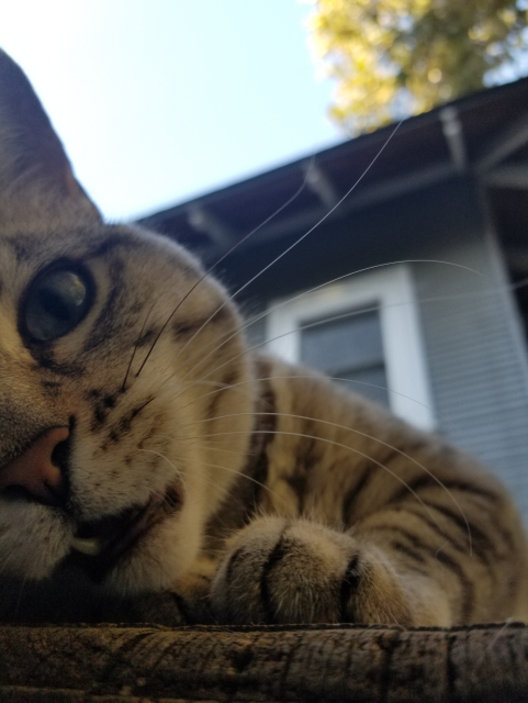 Ms. Captain feeling frisky up on her corner yard perch. 