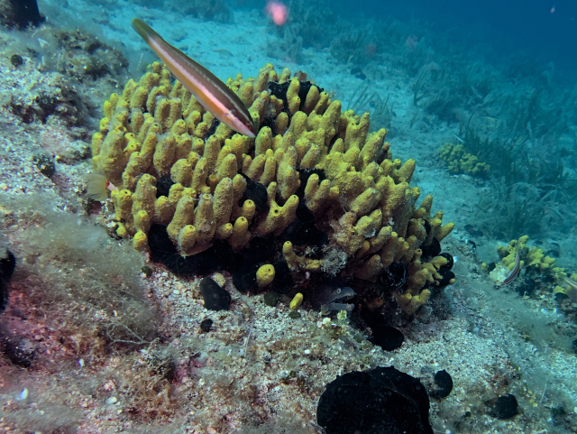 A moray eel looking out of a yellow sponge. A small rainbow wrasse is in front, looking towards the moray eel.