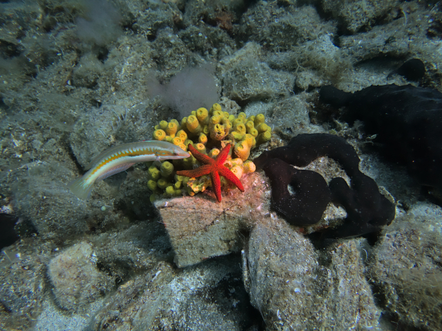 A red starfish is on top of a yellow sponge. A small rainbow wrasse is looking at the starfish.