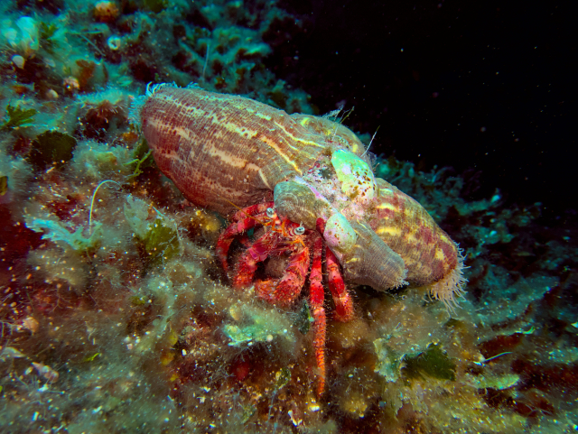 A red hermit crab inside a yellow-brown-ish parasitic anemone. The hermit crab is looking towards the camera, looking a bit upset.