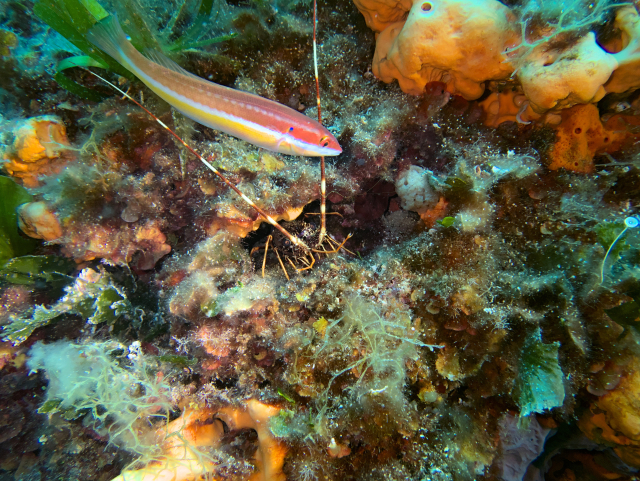 A lobster inside the hole of a rock, looking out with its antennas extending out of the hole. A small red-yellow rainbow wrasse is above the lobster, with its face in front of the right antenna.