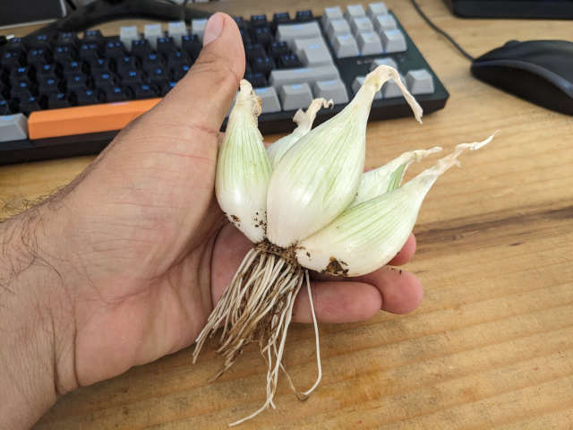 cinco bulbos de cebolla algo pequeños aun con raíces pero sin hojas vistos de lado y sostenidos en mi mano