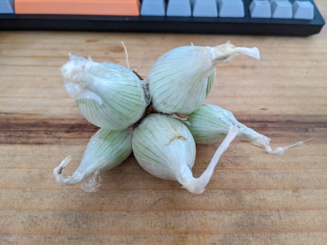 los mismos cinco bulbos en vista superior que no deja ver las raíces pero permite apreciar su acomodo