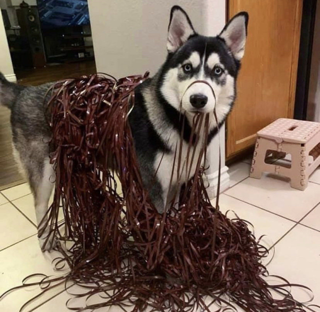 a husky trying to look innocent with audio tape all over its back, on the floor and a few strands still stuck in its mouth