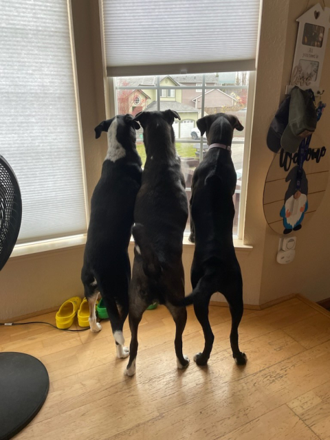 Three large short hair dogs standing on hind legs - side by side, front paws on window ledge, looking out a window.