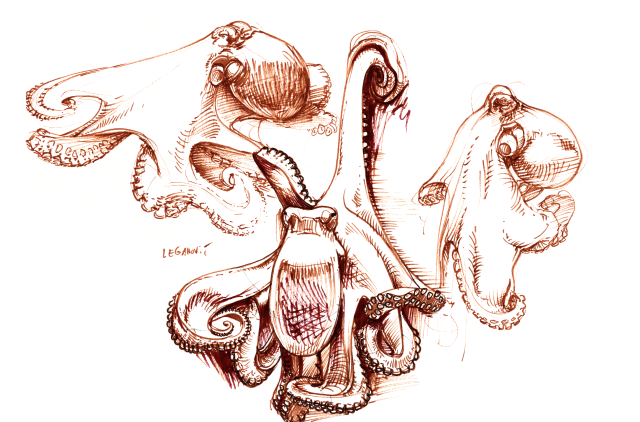 a drawing of three octopi in shades of brown ink