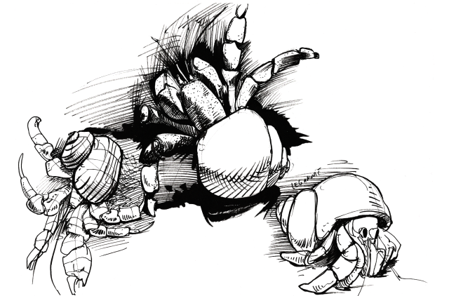 a drawing of three hermit crabs in black ink