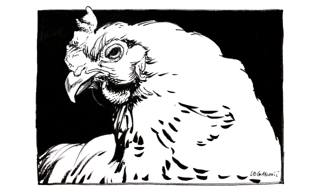 a drawing of the head of a chicken in profile, done in black ink, and with the rectangular background filled in with solid black.