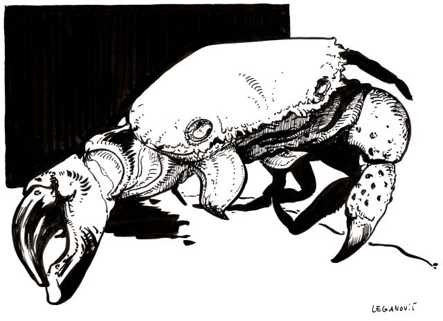 a drawing of a crab done in black ink, with a rectangular solid black shape filling part of the background