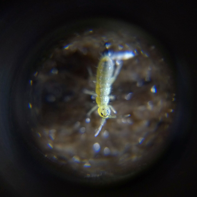 A cute little yellow-green elongate springtail.