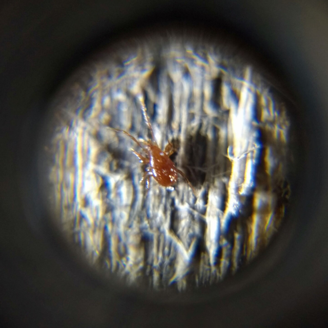 A brown mesostigmatid mite, teardrop-shaped, with antenna-like first pair of legs and thick, short, curved second pair of legs.