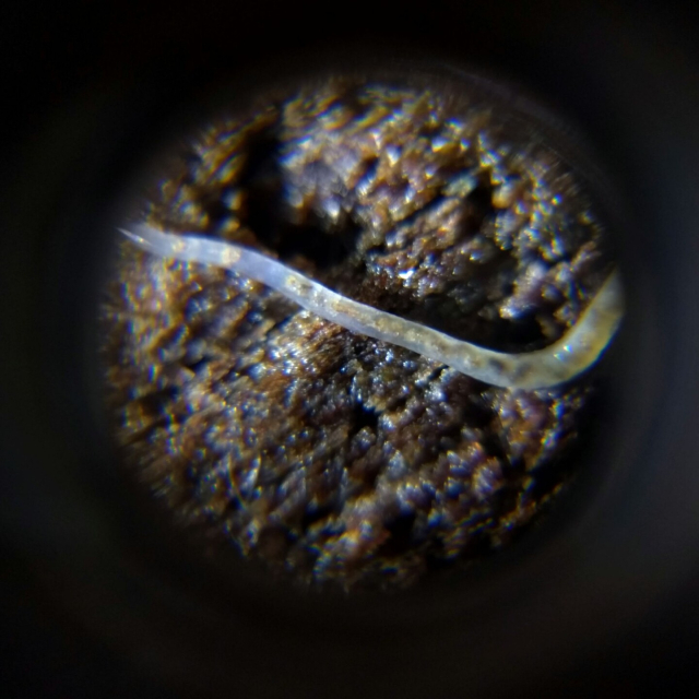 The middle of a translucent worm (it was too big to get the whole thing in view). You can see the bits of whatever detritus/fungus/dirt stuff it is eating in its digestive tract.