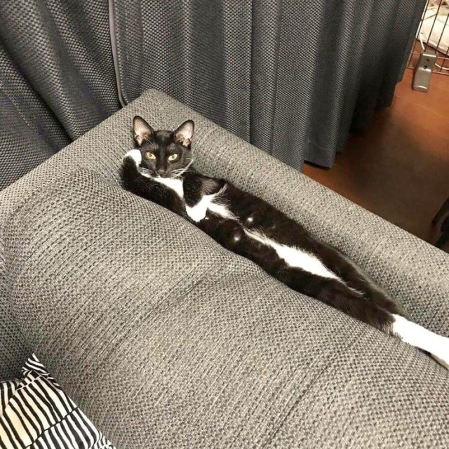 tuxedo cat stretched out laying in crevice between cushion and back of the sofa. one paw is up by her face. 