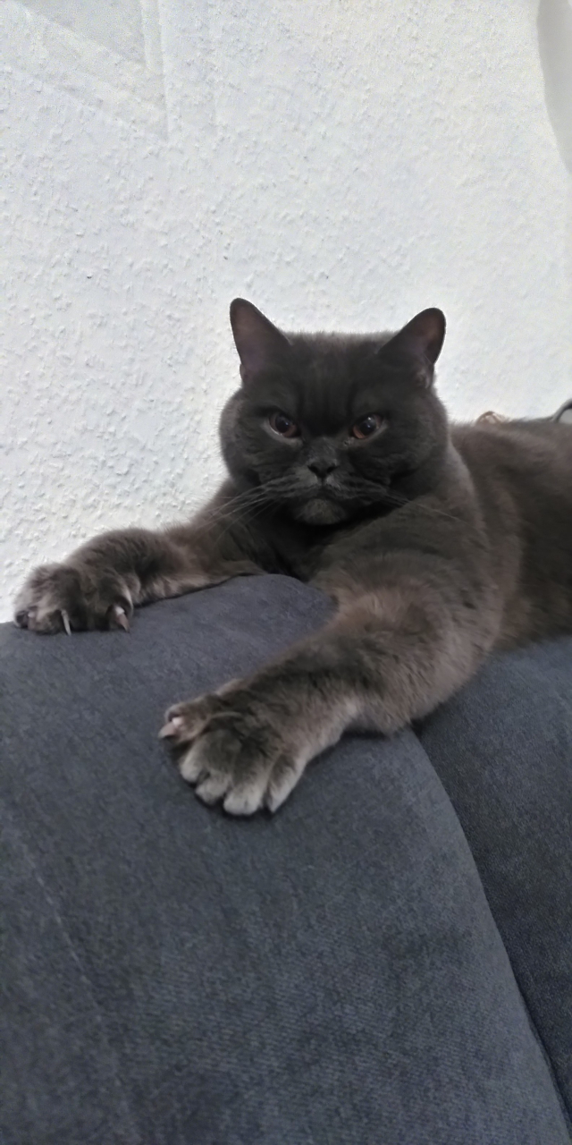 A picture of my cat Louis behind me laying on the sofa head rest.

He is looking at my screen.