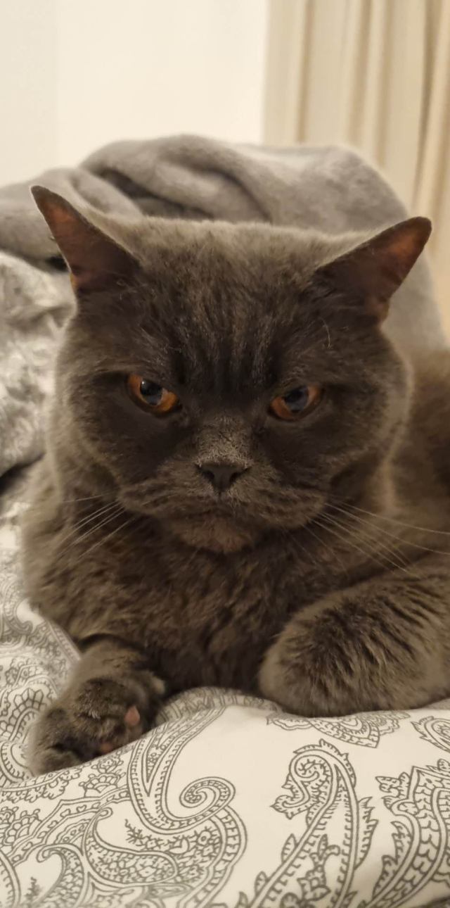 A picture of a evil looking dark cat with orange eyes.

It is lying on the bed looking angry at the camera. 