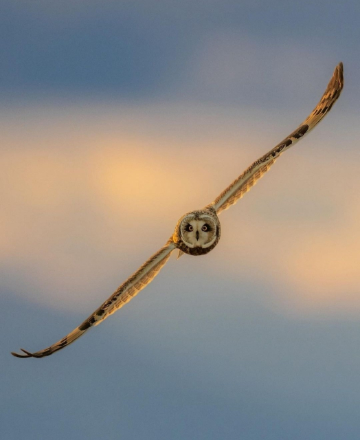 Photography. A color photo
of an owl in flight. The animal was photographed from the front against a pale blue sky with yellow stripes in the middle. Its narrow wings fill the photo and extend from top right to bottom left. The round head in the center, however, is horizontal and the charismatic owl looks directly into the camera or directly into your soul? Breathtaking.
Info for curious photographers: The photographer uses a Canon R5 + RF 600f4.