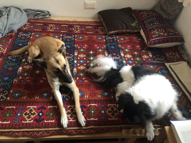 Gaia y Mozzarello sobre un tapete que traje de Kathmandu.