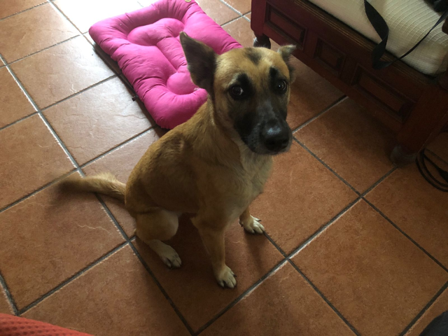 Una perrita de color café-miel, con el hocico negro, y bien orejona.  Está sentada junto al sillón de mi oficina.